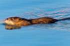 USA, Colorado, Fort Collins. Muskrat swimming in water. Art Print